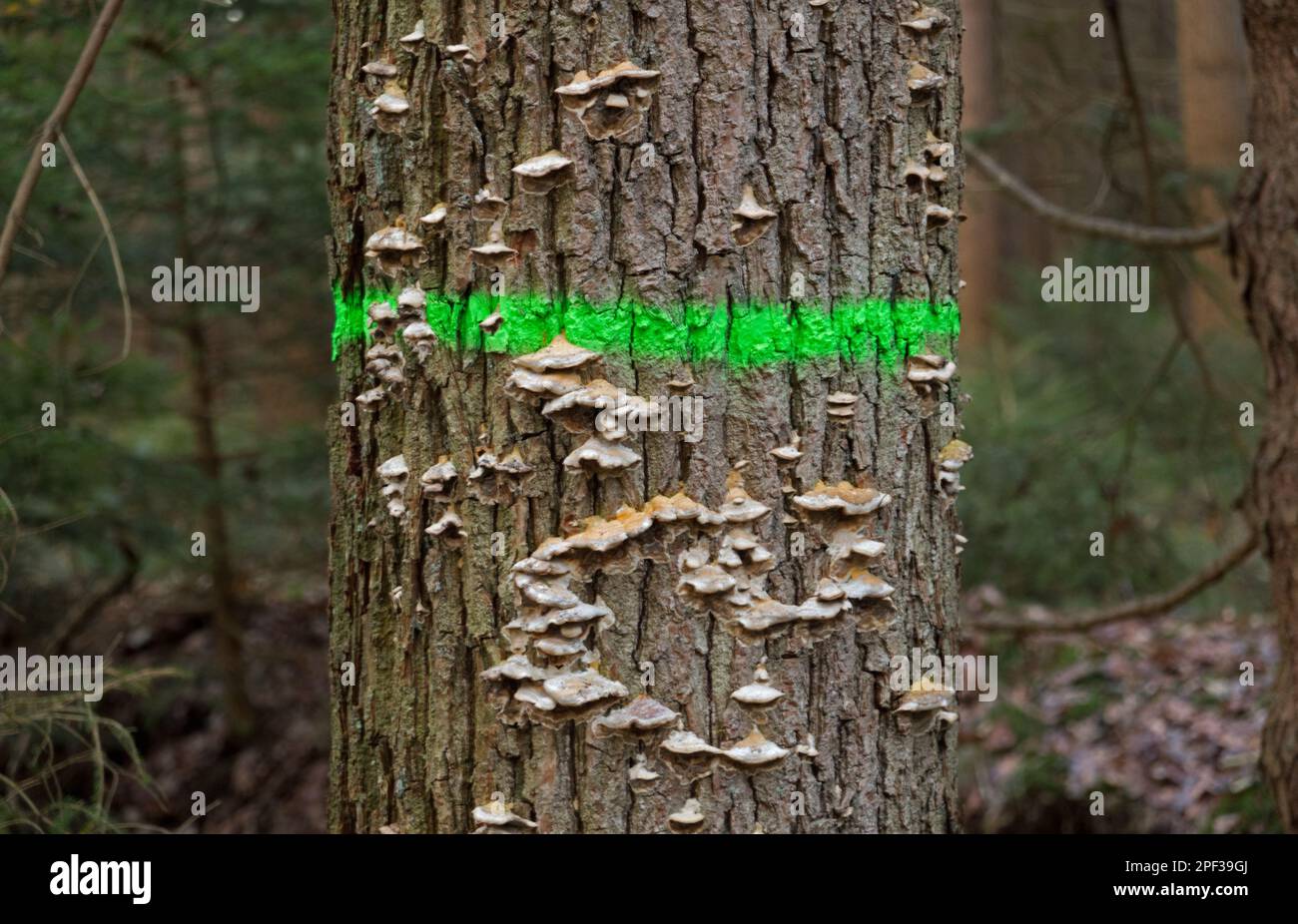 Oak tree, sick and dying, infested with mushrooms, marked with green paint marked to be cut down Stock Photo