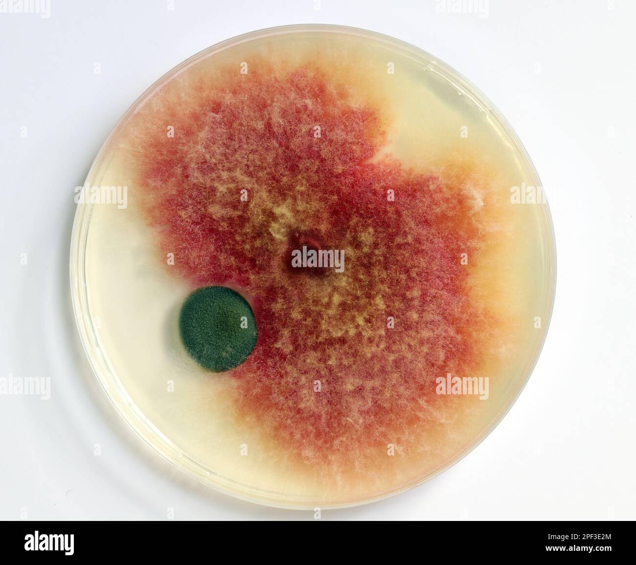 A petri dish with growing cultures of fungi and
