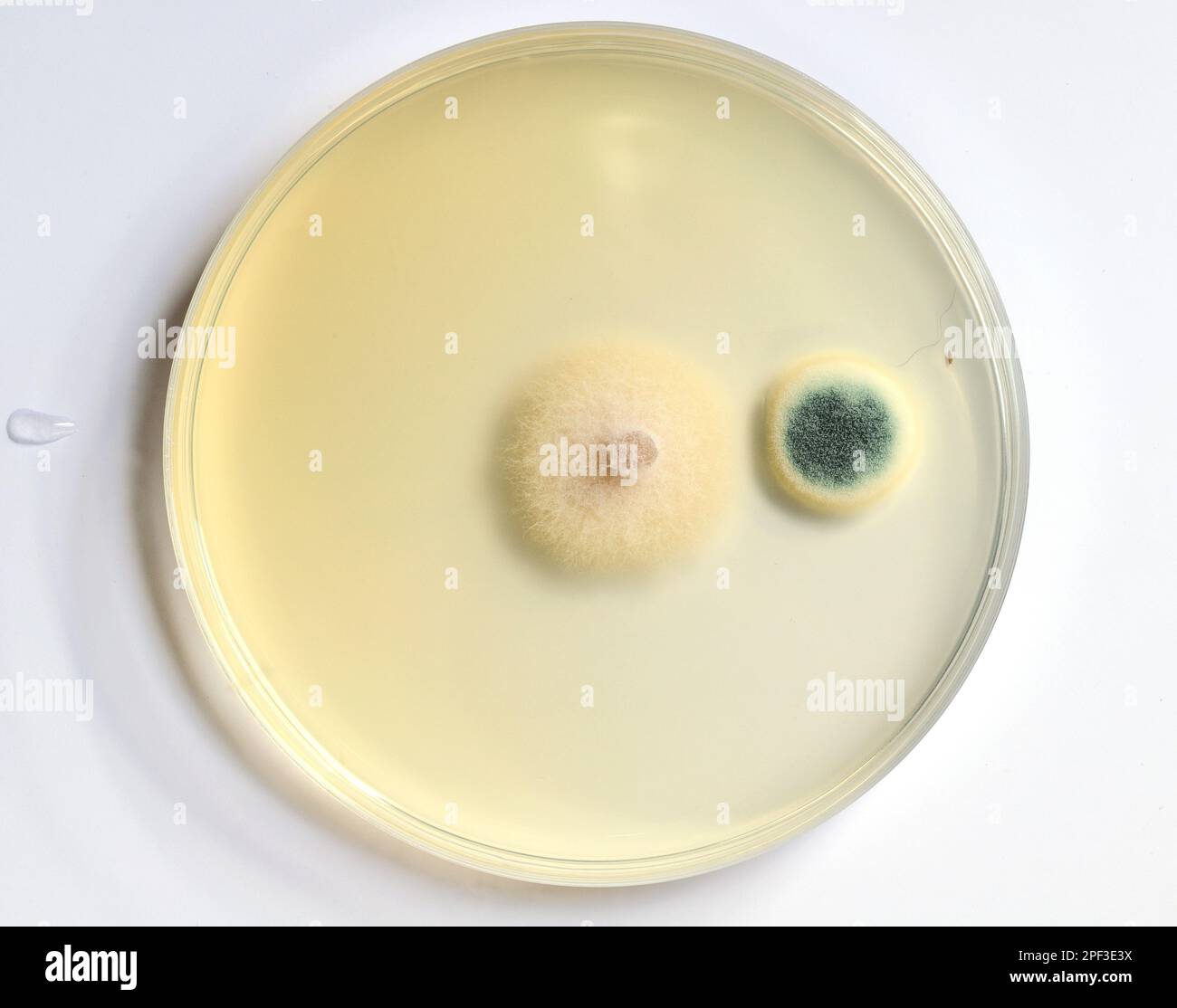 growth of microorganisms in a Petri dish, Bacteria, yeast and mold growing on an agar plate. Stock Photo