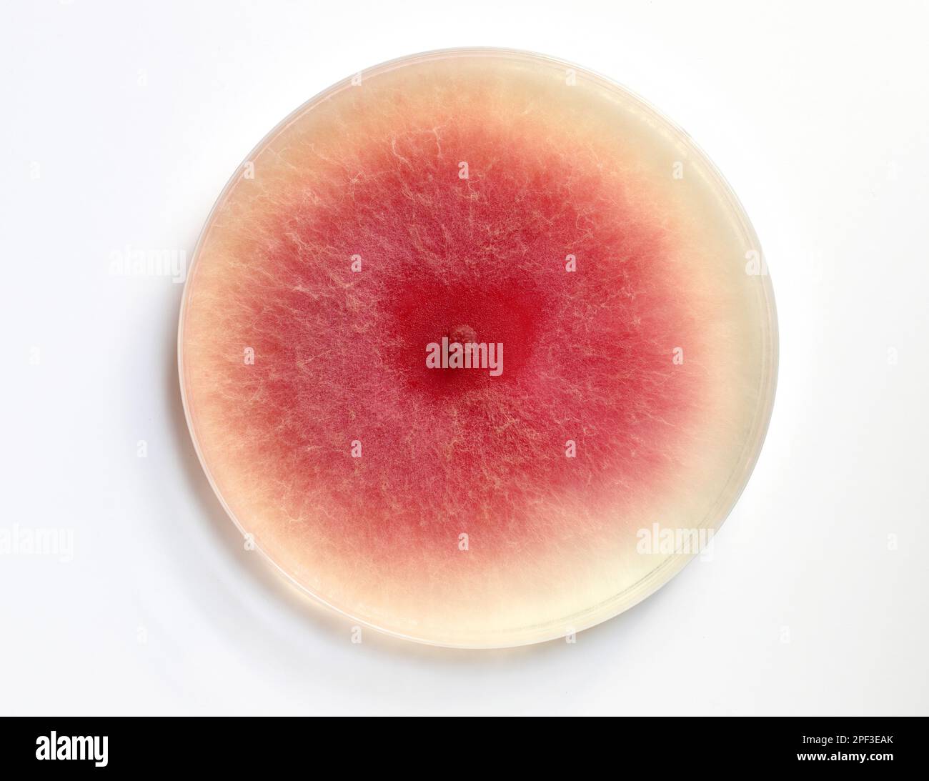 Culture of mold growing in a petri dish on a PDA, agar nutrient plate