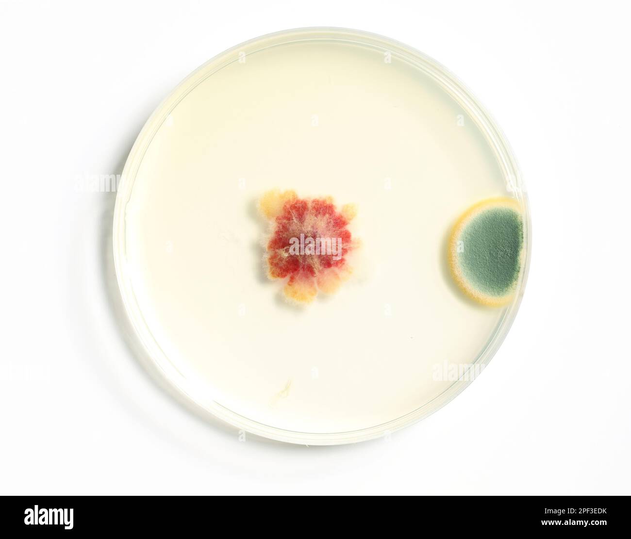 Culture on nutrient agar petri dish including yeasts and fungi Stock