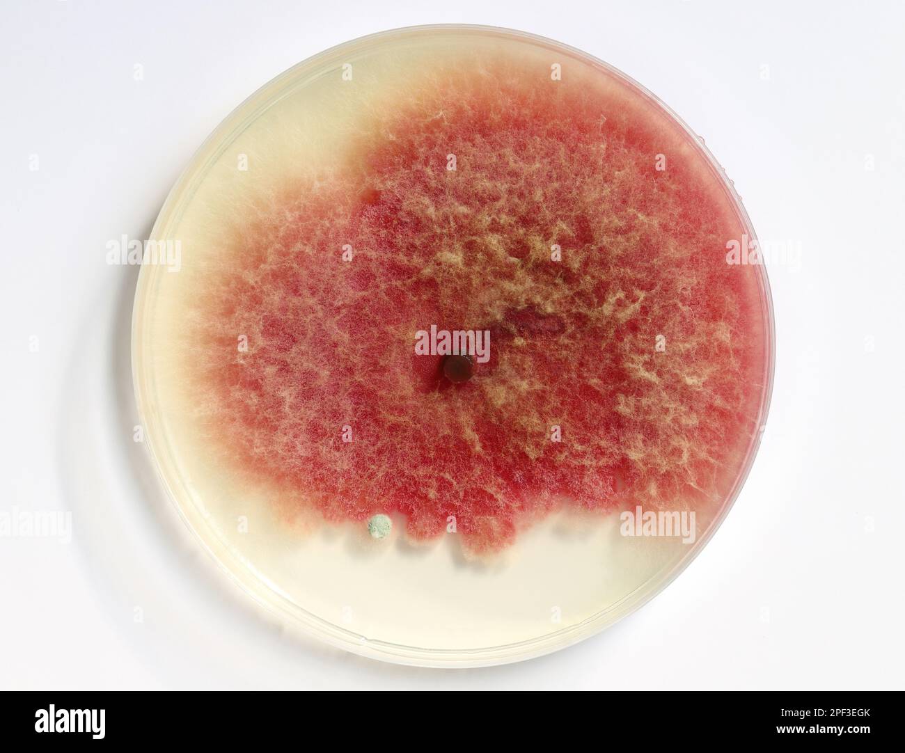 growth of microorganisms in a Petri dish, Bacteria, yeast and mold growing on an agar plate. Stock Photo