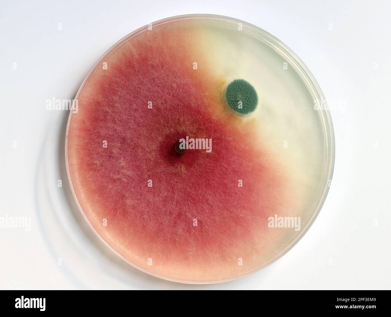 Culture of mold growing in a petri dish on a PDA, agar nutrient plate, colonies of Fusarium (red, pink) and Penicillium (blue, grey) fungi. Stock Photo