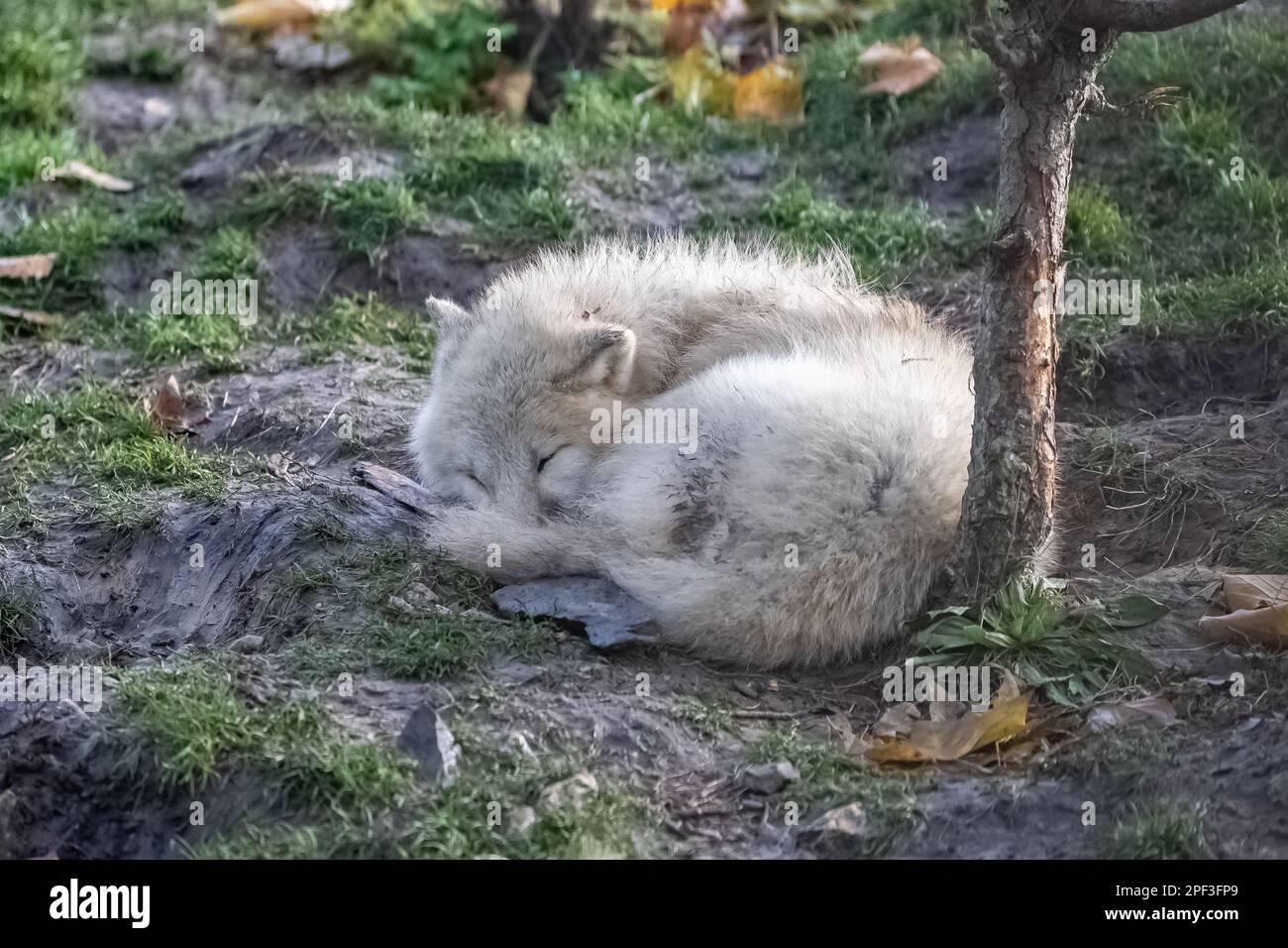 Baby wolf sleeping hi-res stock photography and images - Alamy