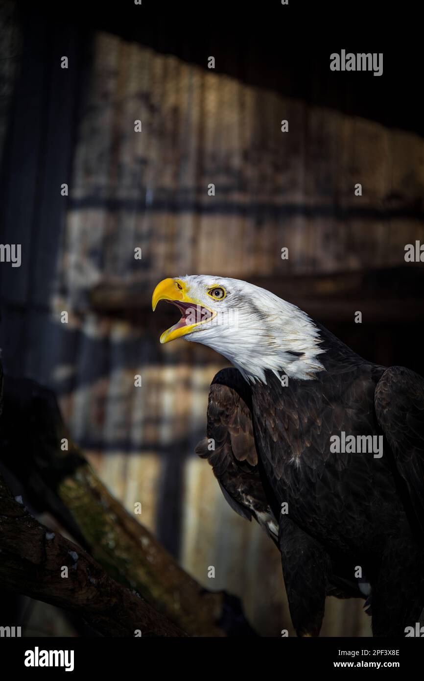 An angry north american bald eagle on black background Stock Photo - Alamy