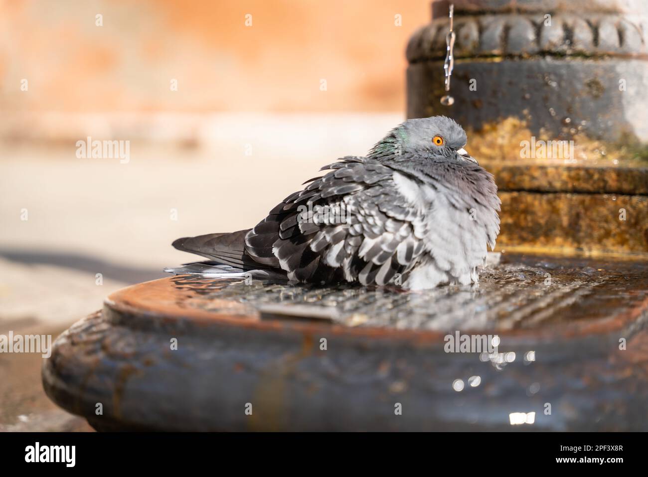 Pigeons bathing in water at Venice. Pigeon bathe in spouting water of fountain at Italy. Stock Photo