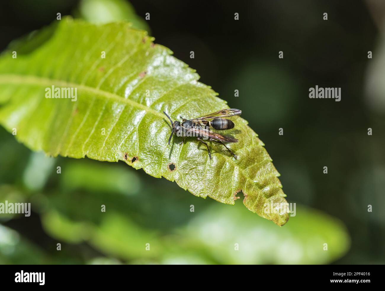 Wasp resting on a leaf at Zinacantan in Mexico Stock Photo