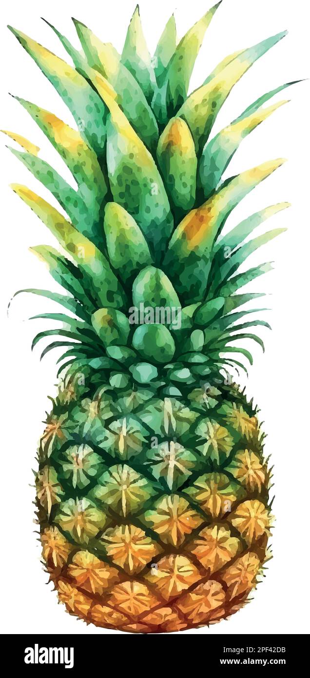 A pineapple plant with ripe fruit Stock Vector Images - Alamy