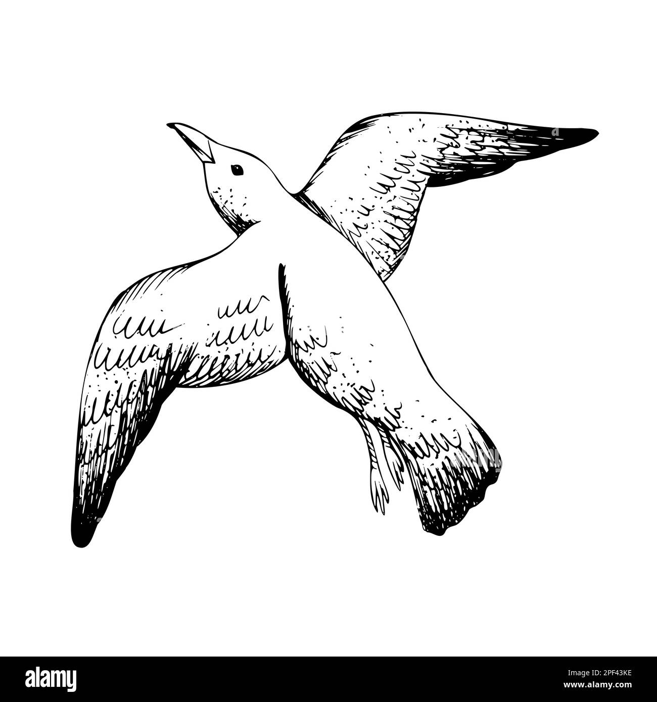 Sea gull flying. Isolated object drawn by hand in graphic technique
