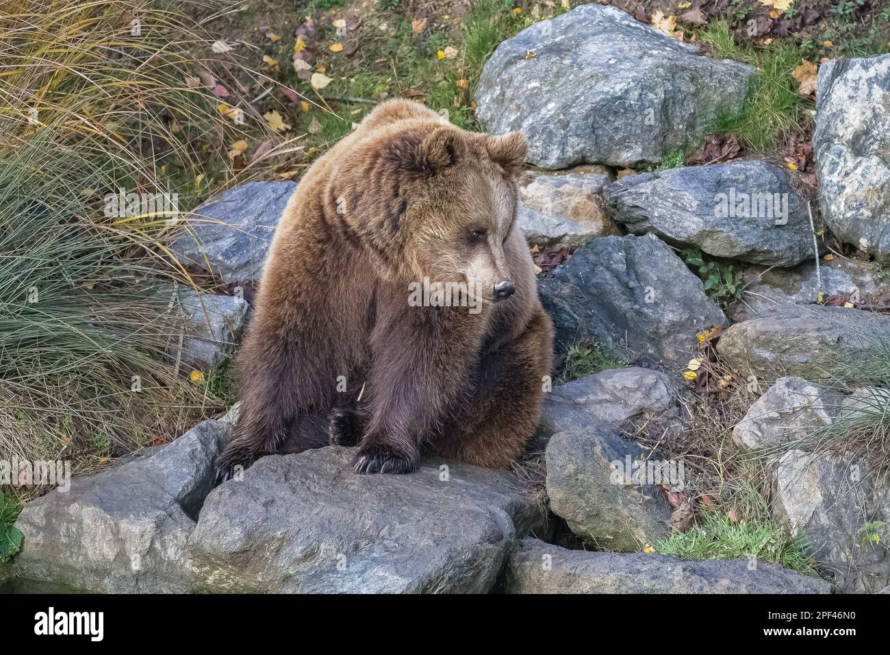 Brown bear sitting on a rock hi-res stock photography and images - Alamy