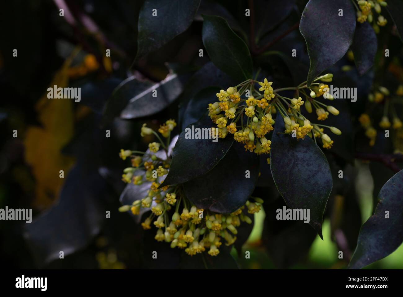 Flowering Pittosporum tobira, family Pittosporaceae, occurs under numerous names including laurel, Japanese pittosporum, false orange, and Japanese da Stock Photo