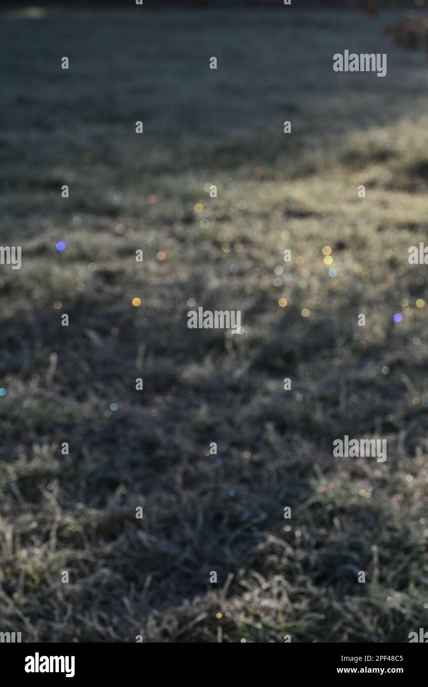 Frozen grass field with blur, bokeh, sparkles background Stock Photo