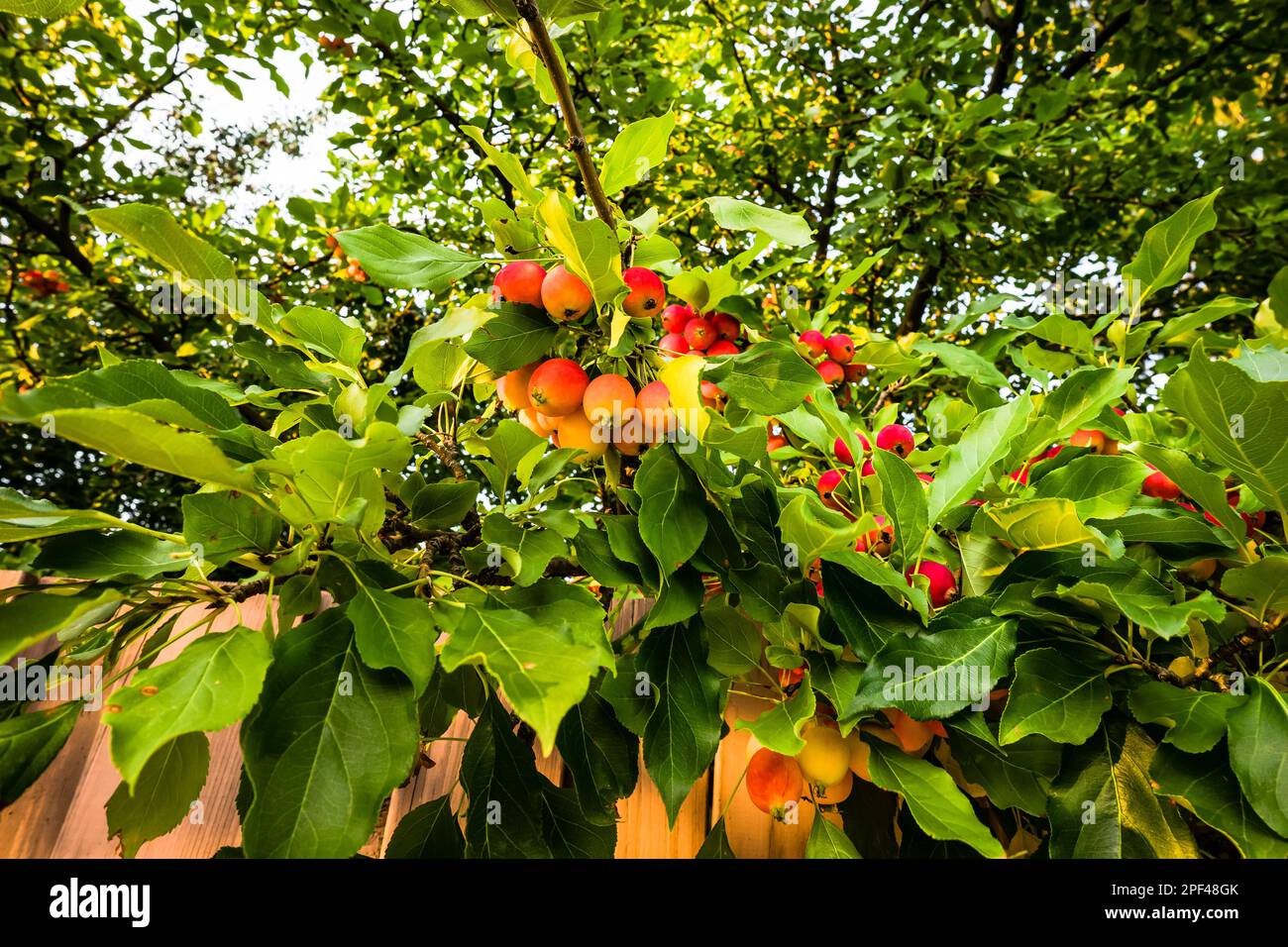 Crab apple tree with ripening fruits Stock Photo Alamy