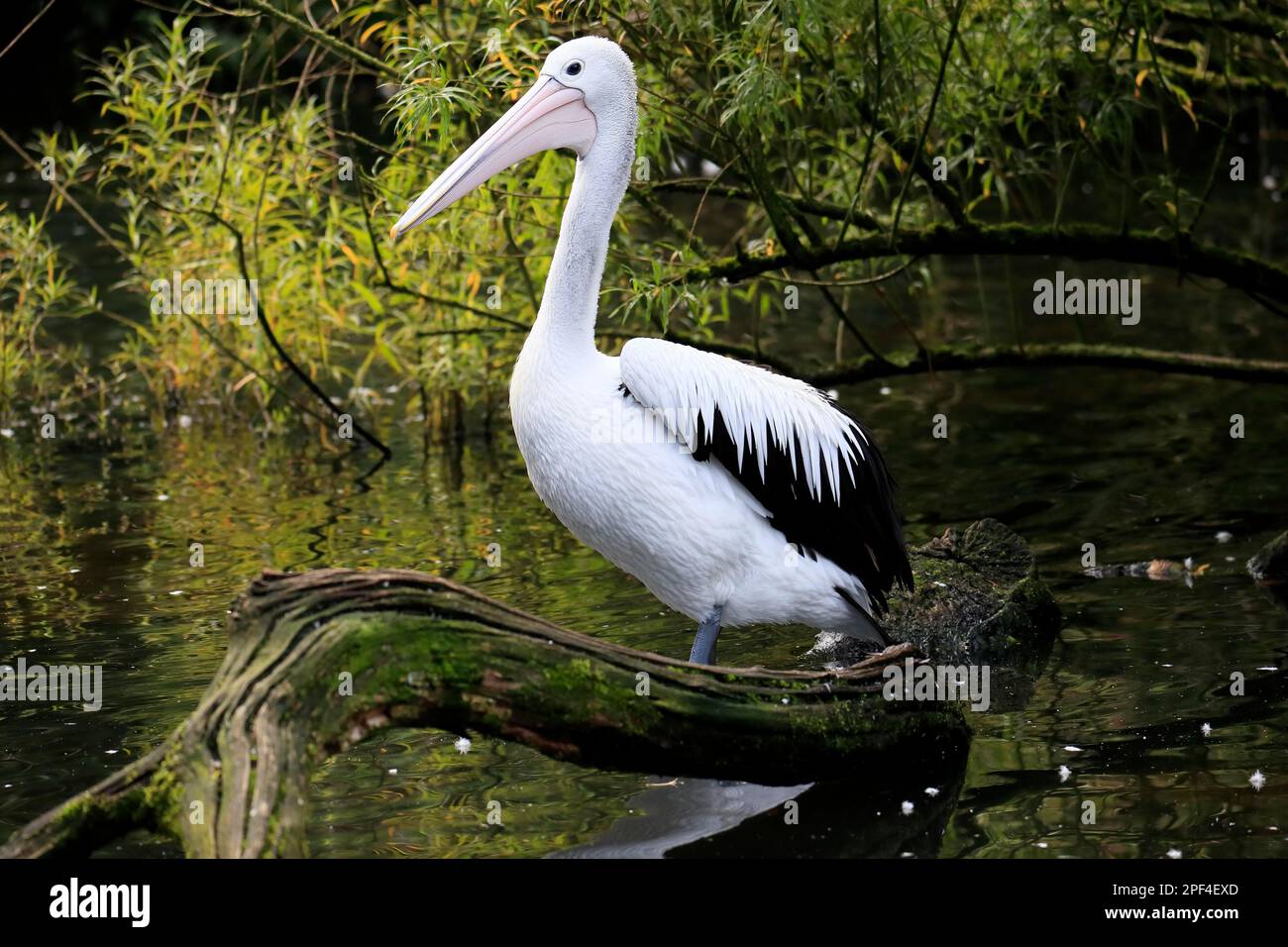 Australian pelican (Pelecanus conspicillatus), adult, standing, in water, captive, Australia Stock Photo