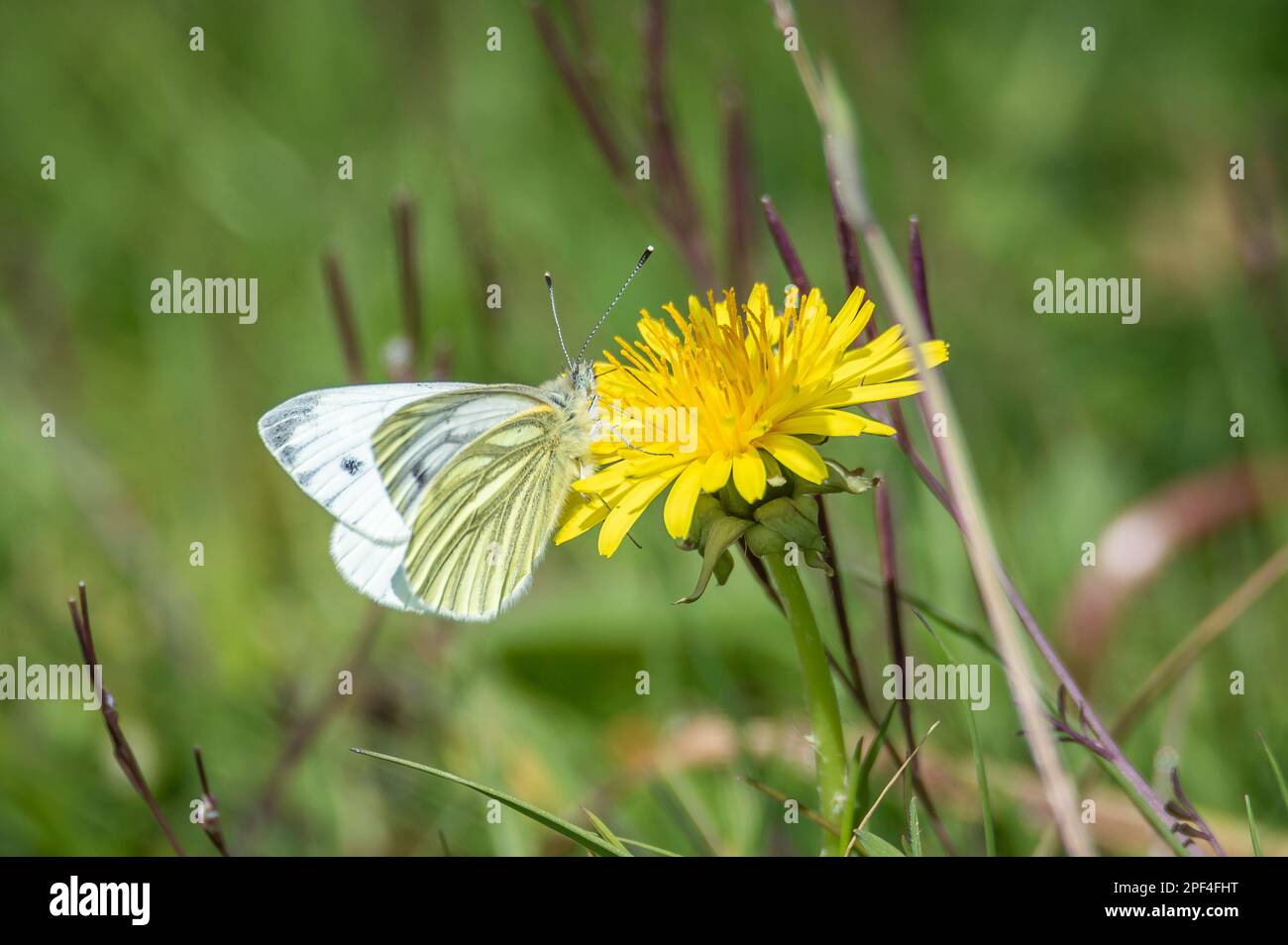 Green-veined white butterfly hanging from a dandelion Stock Photo