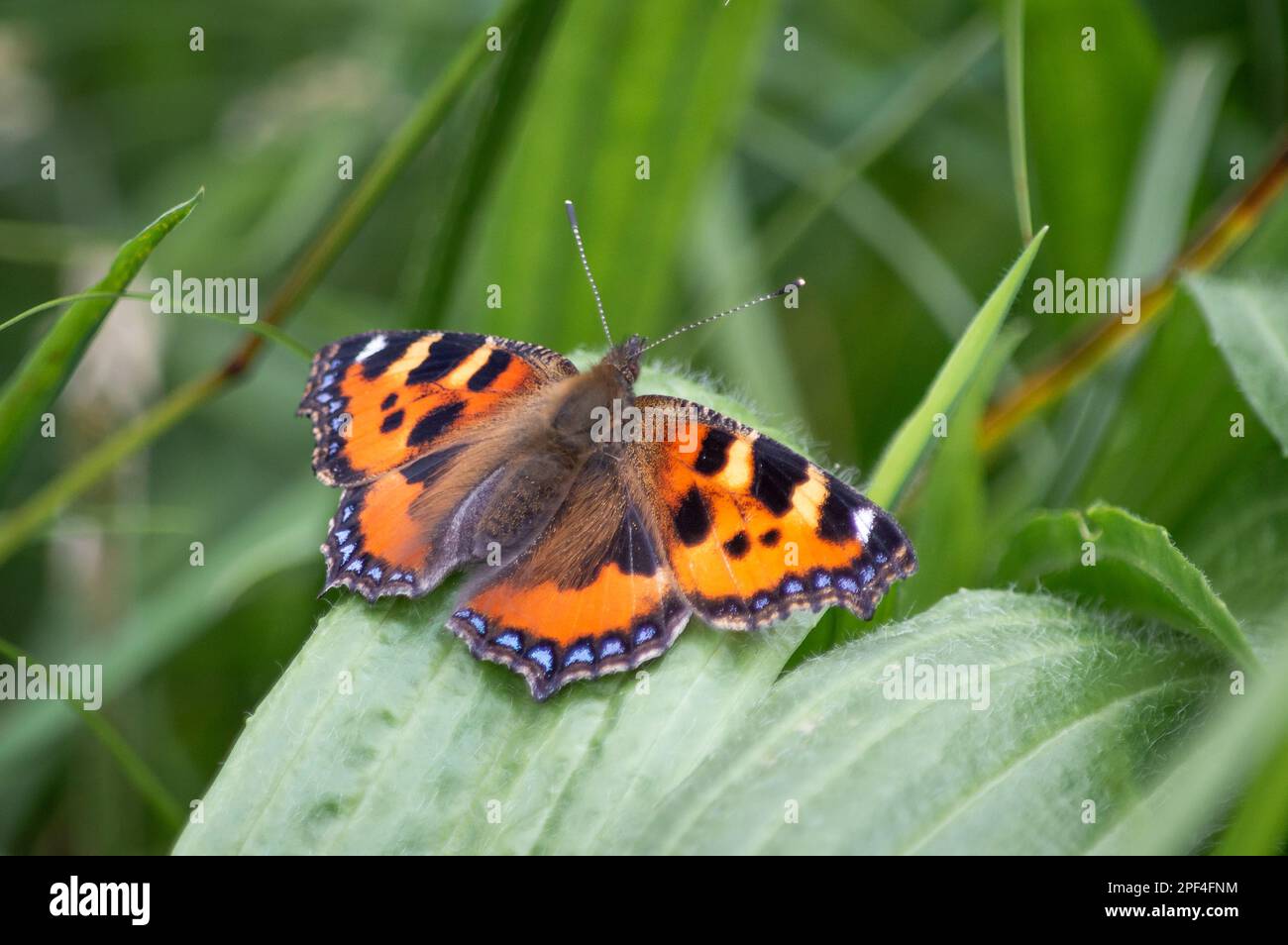 Small Tortoiseshell butterfly on a broad green leaf Stock Photo