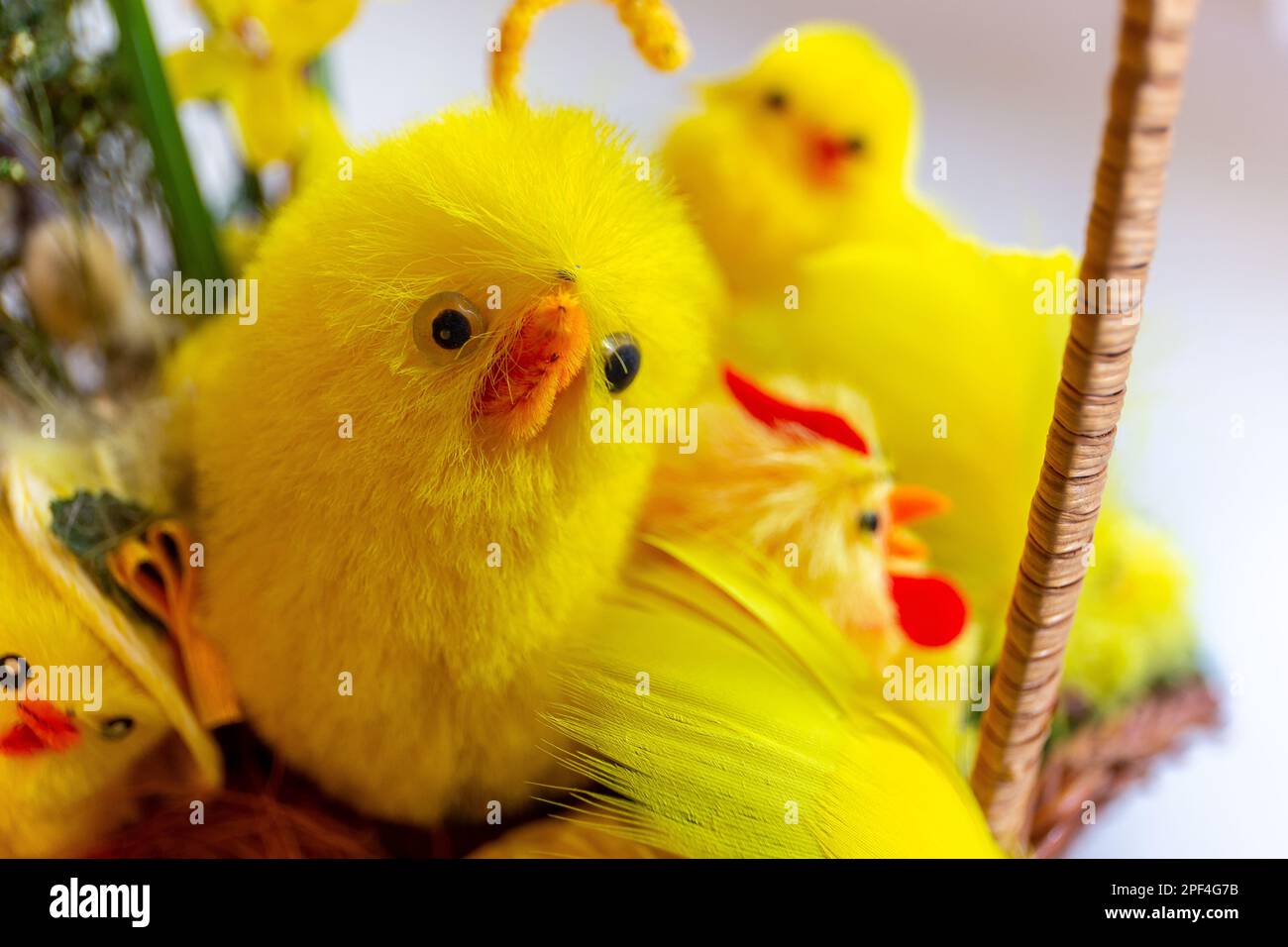 Decorative yellow Easter chicks in wicker Easter basket, close-up view. Stock Photo