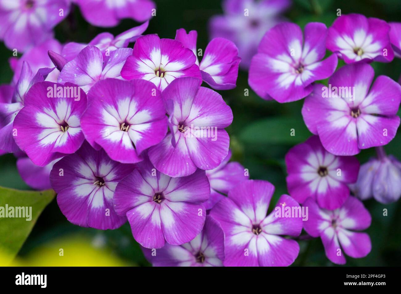 Flame Flower (Phlox) Stock Photo