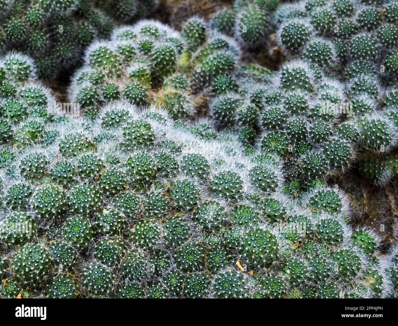 Rebutia (Rebutia albiflora) Cactus Stock Photo