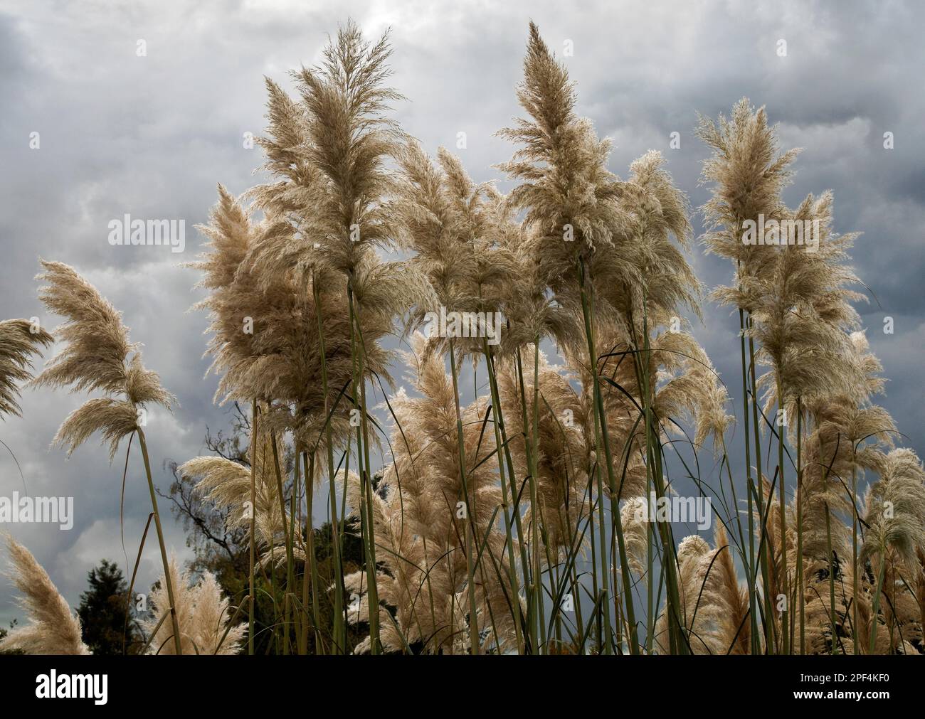 Pampas Grass in full bloom Stock Photo Alamy