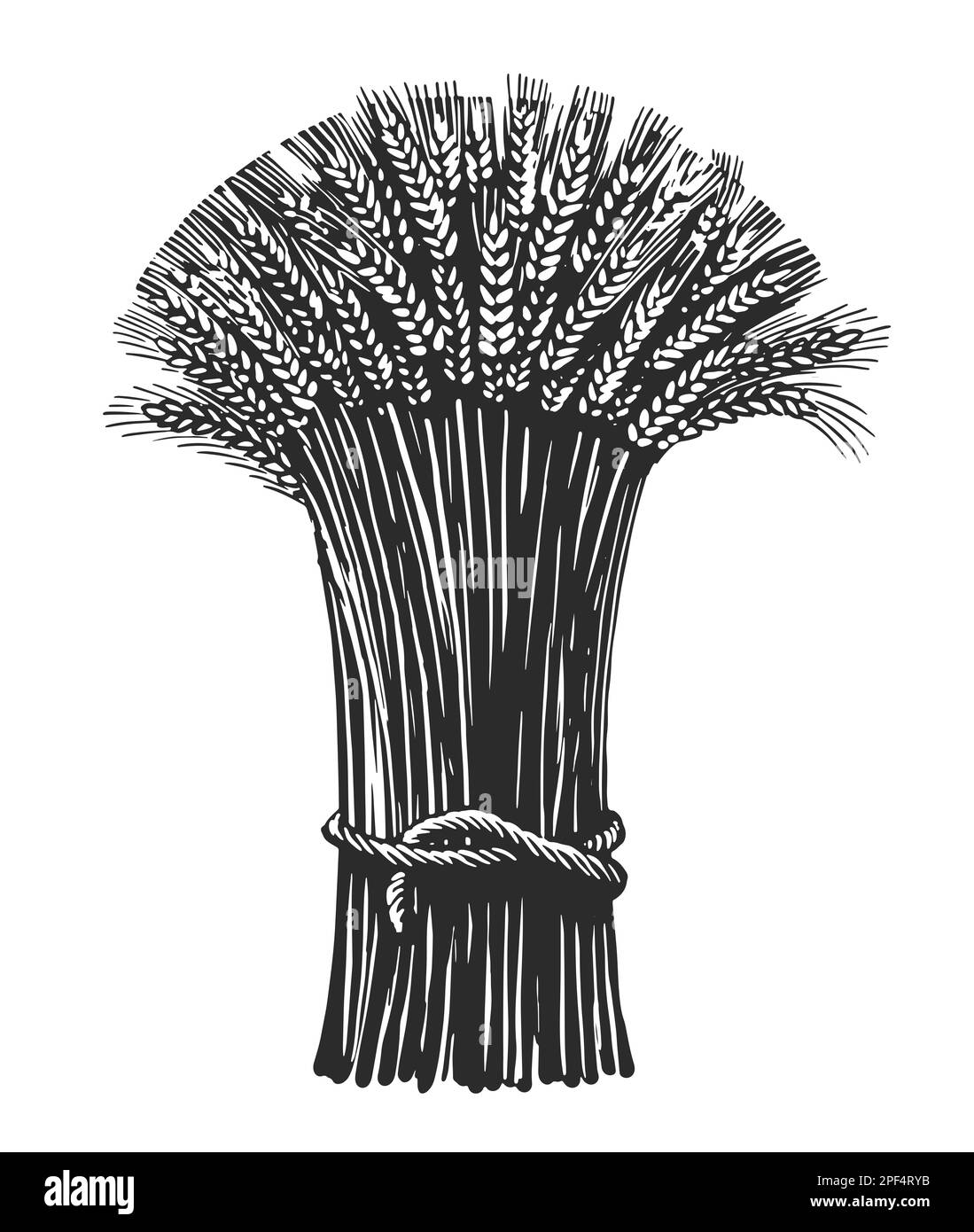 Sheaf of dry wheat, sketch. Ears of wheat, barley or rye. Hand drawn