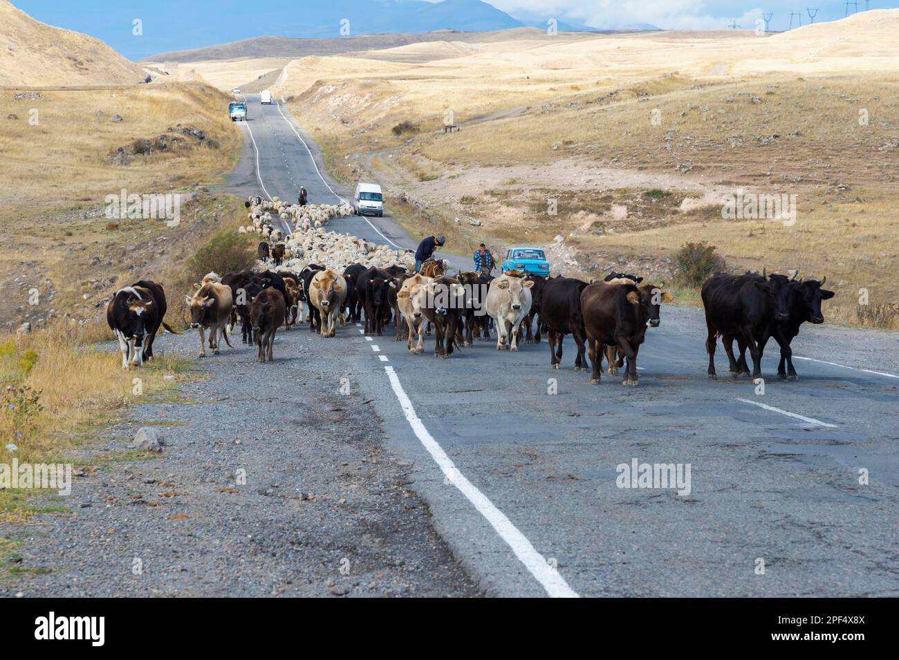 Shepherd leading a group of cows and sheep down a road, Tavush Province, Armenia Stock Photo