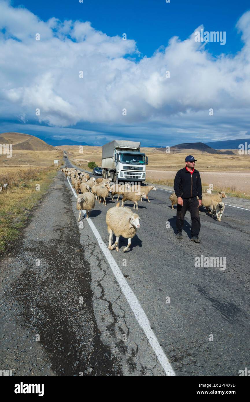 Shepherd leading a group of sheep down a road, Tavush Province, Armenia Stock Photo