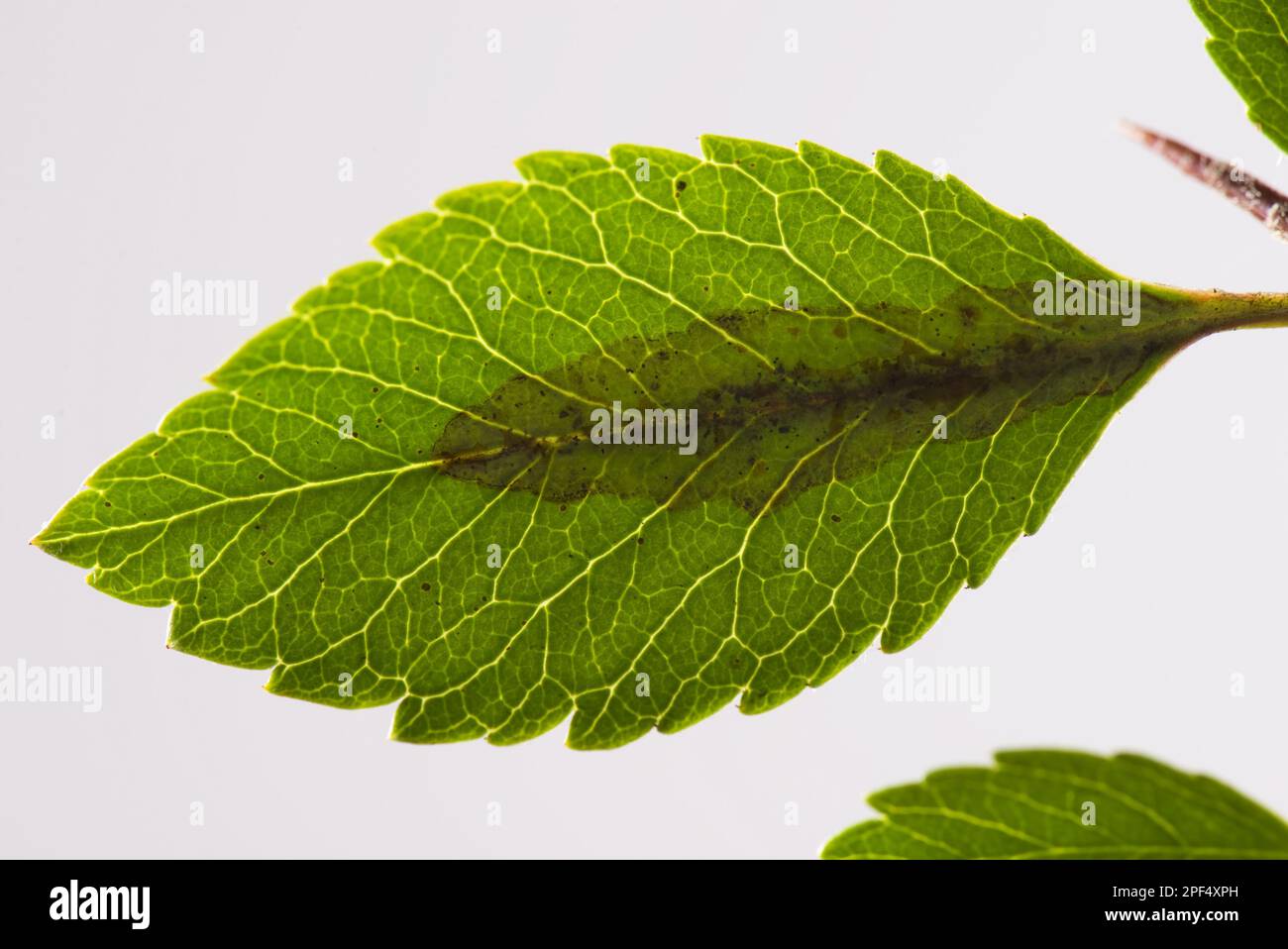 Leaf miner, Phyllonorycter leucographella, mine backlit damage to a firethorn (Pyracantha), leaf Stock Photo