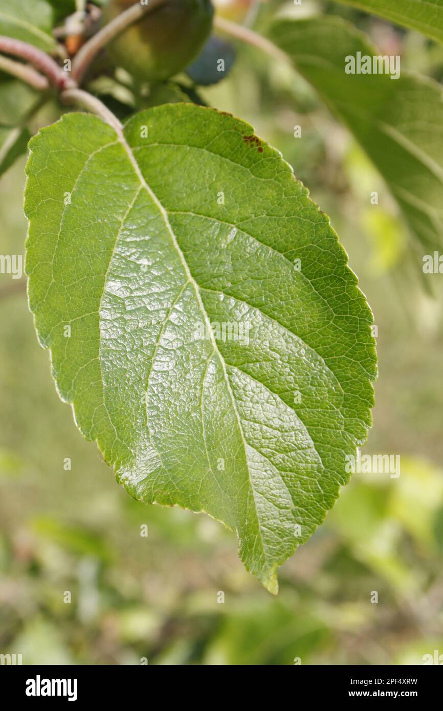 Cultivated Apple (Malus domestica) close-up of leaf, in garden, Suffolk, England, United Kingdom Stock Photo
