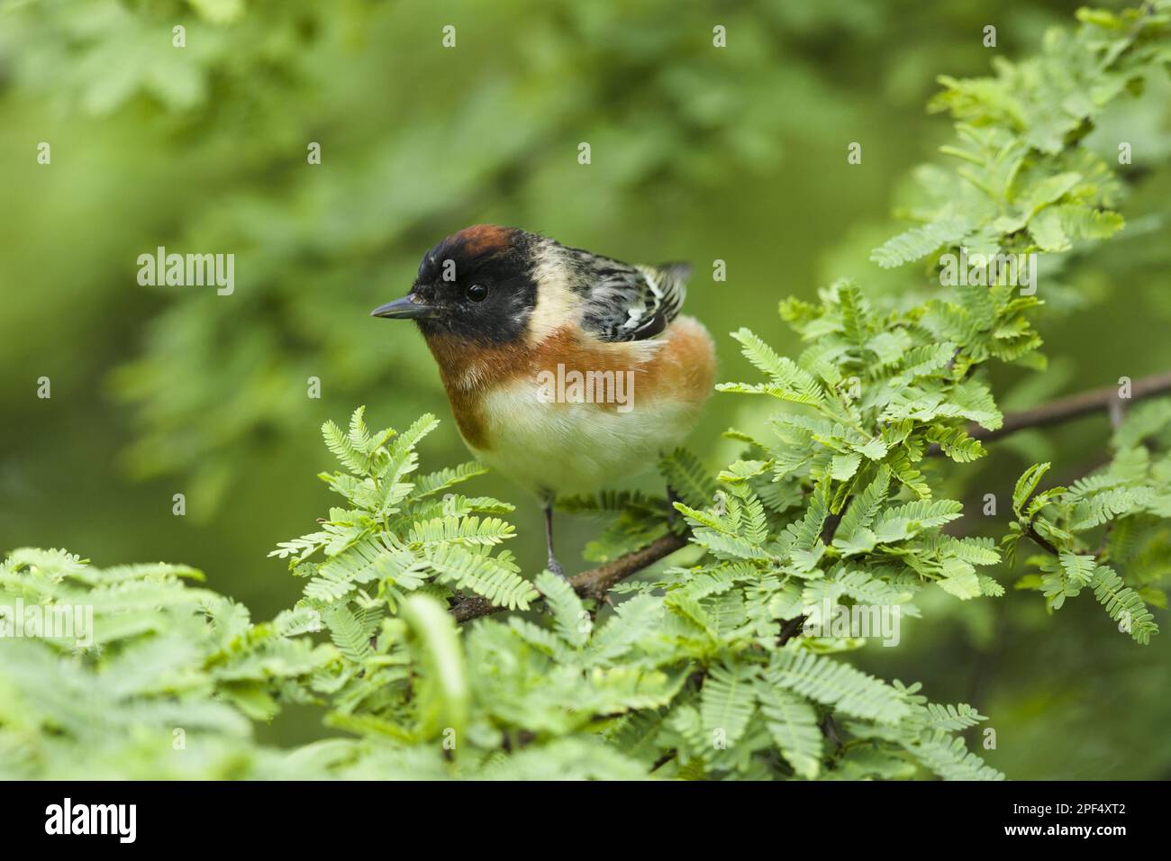 Bay-breasted warbler (Setophaga castanea), Bay-breasted Warbler, songbirds, animals, birds, Bay-breasted Warbler (Dendroica castanea) adult male Stock Photo