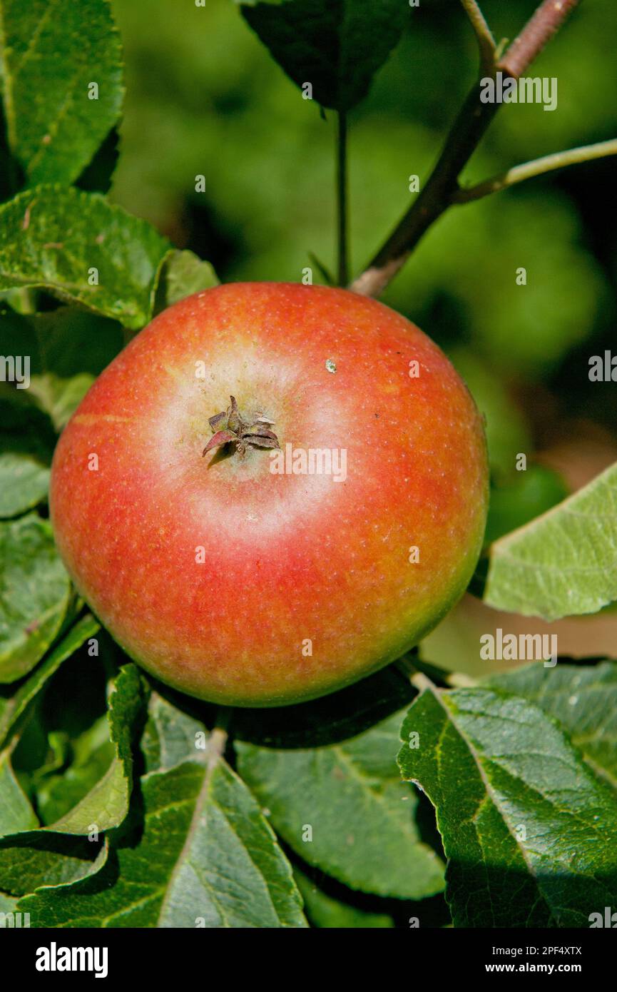Cultivated Apple (Malus domestica) 'Discovery', close-up of fruit, growing in orchard, Norfolk, England, United Kingdom Stock Photo