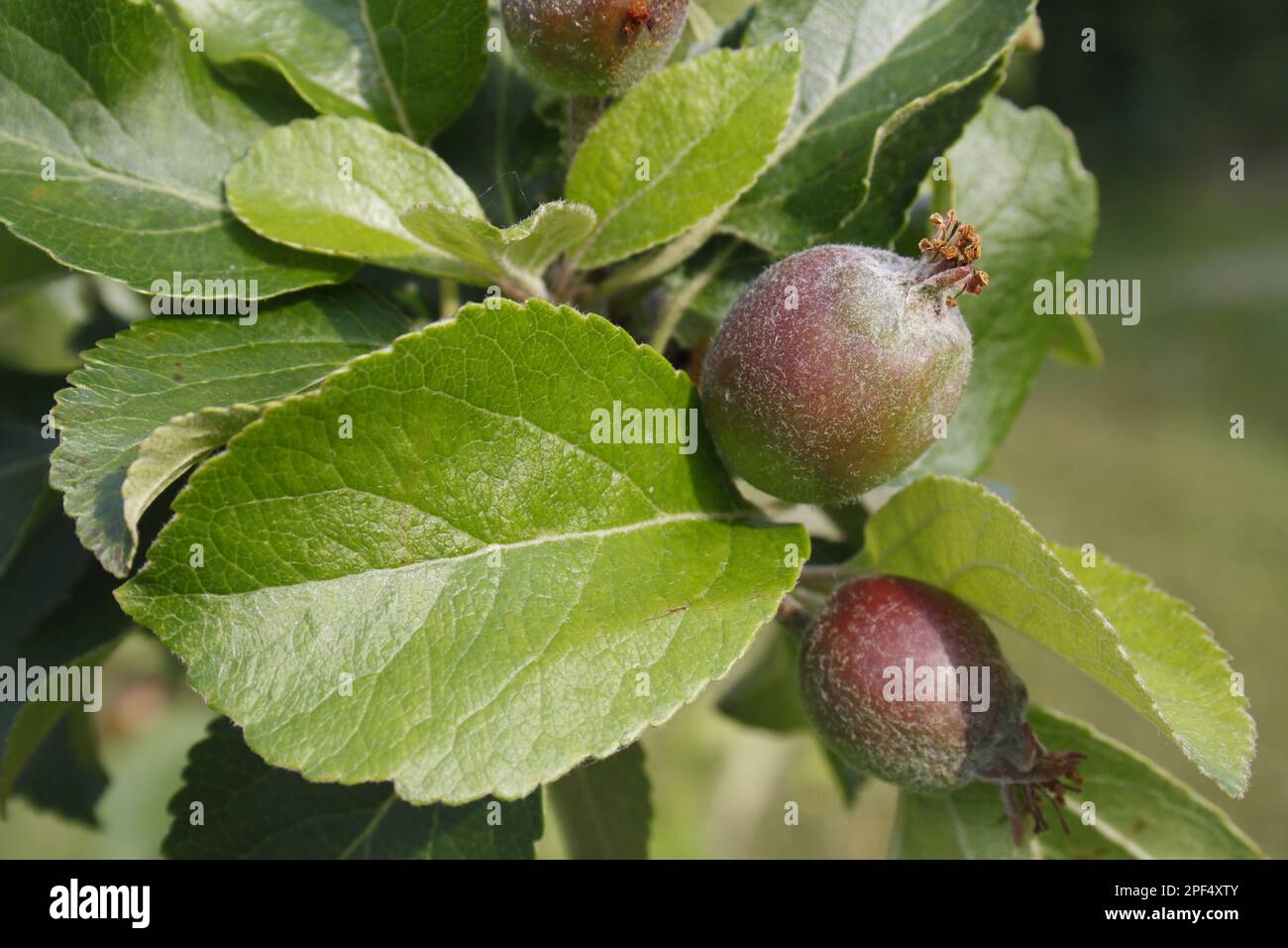 Cultivated Apple (Malus domestica) close-up of leaves and developing fruit, in garden, Suffolk, England, United Kingdom Stock Photo