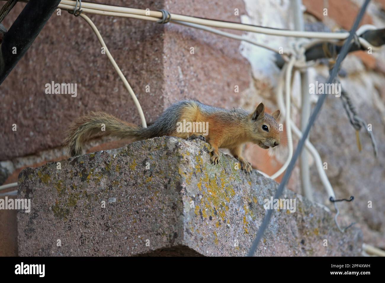 Persian Squirrel (Sciurus anomalus) adult, sitting on building, Lesvos, Greece Stock Photo