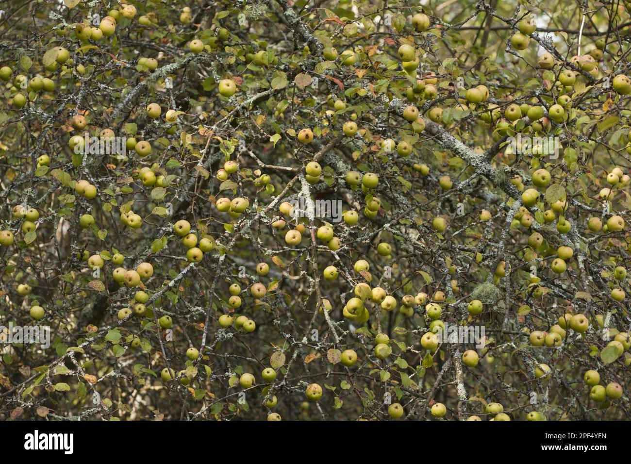 Crabapple, european crab apple (Malus sylvestris), Rosaceae, Wild Crabapple measure of fruit on tree, New Forest, Hampshire, England, United Kingdom Stock Photo