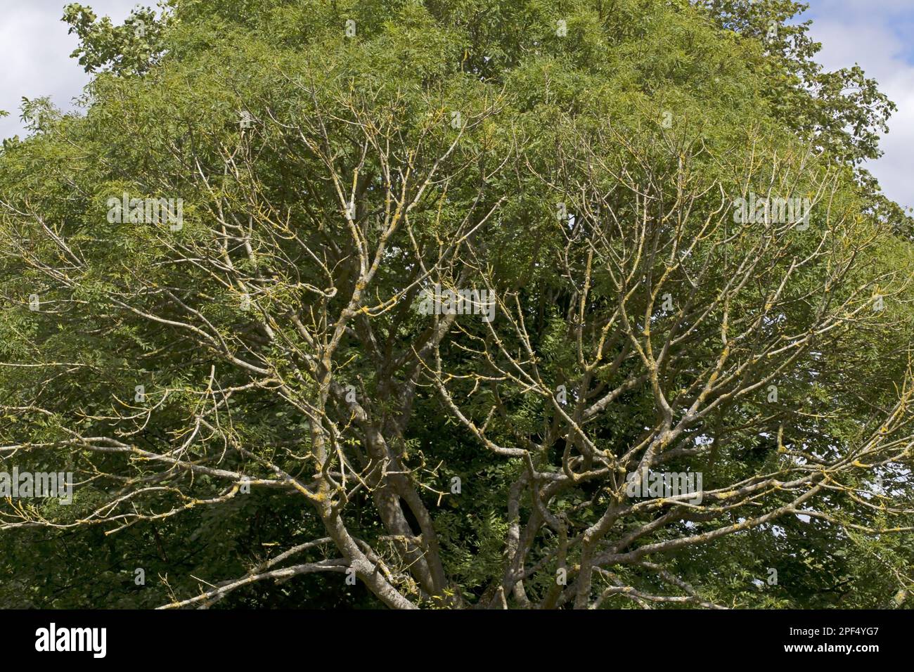 Common Ash (Fraxinus excelsior) dying branches, caused by Ash Dieback (Chalara fraxinea) fungal disease, Norfolk, England, United Kingdom Stock Photo
