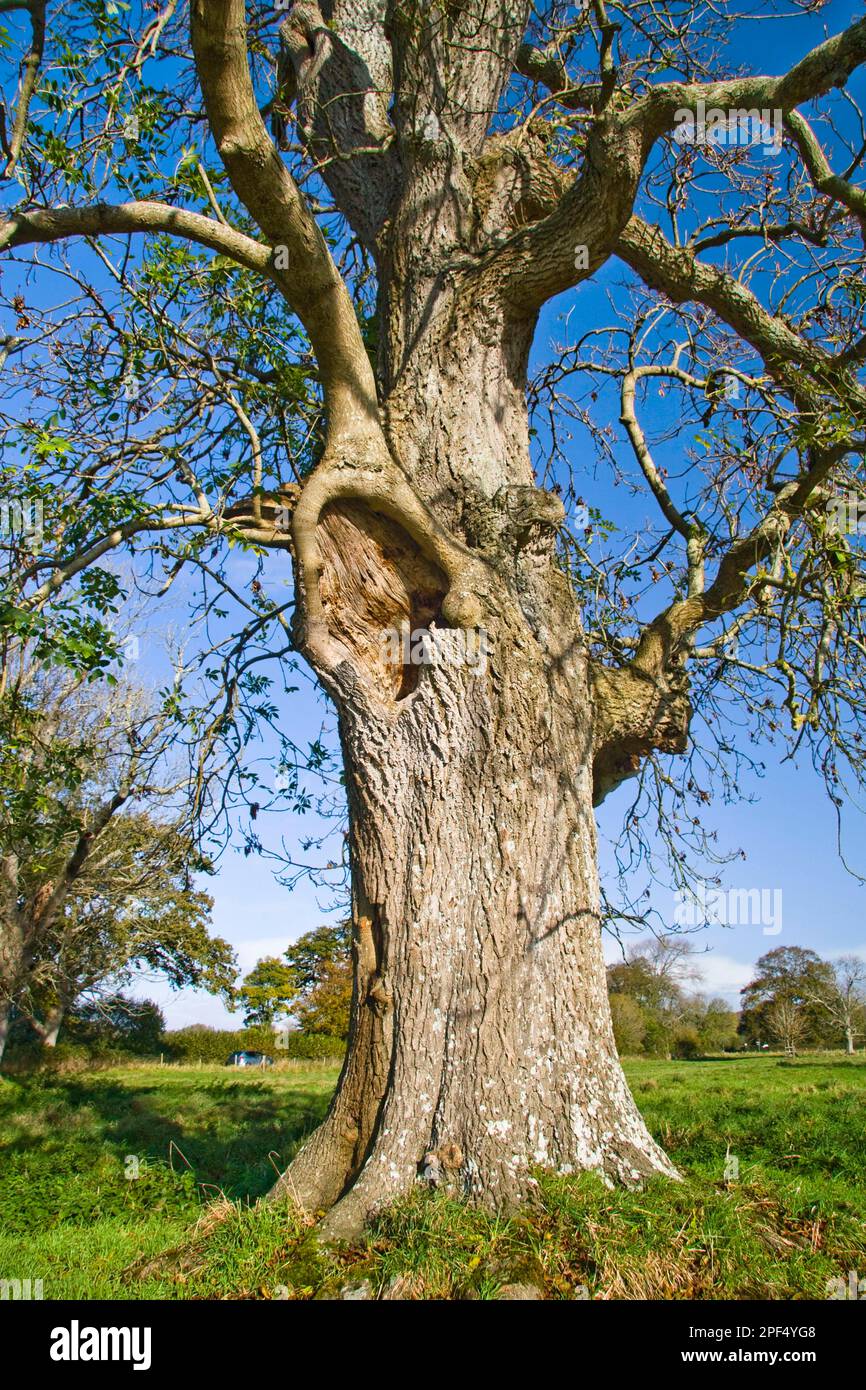Ash, Common Ash, european ash (Fraxinus excelsior), Olive family
