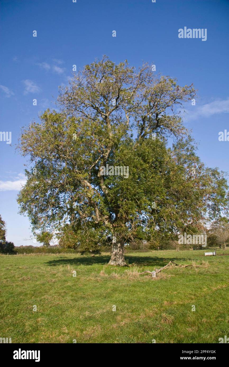 Ash, Common Ash, european ash (Fraxinus excelsior), olive family