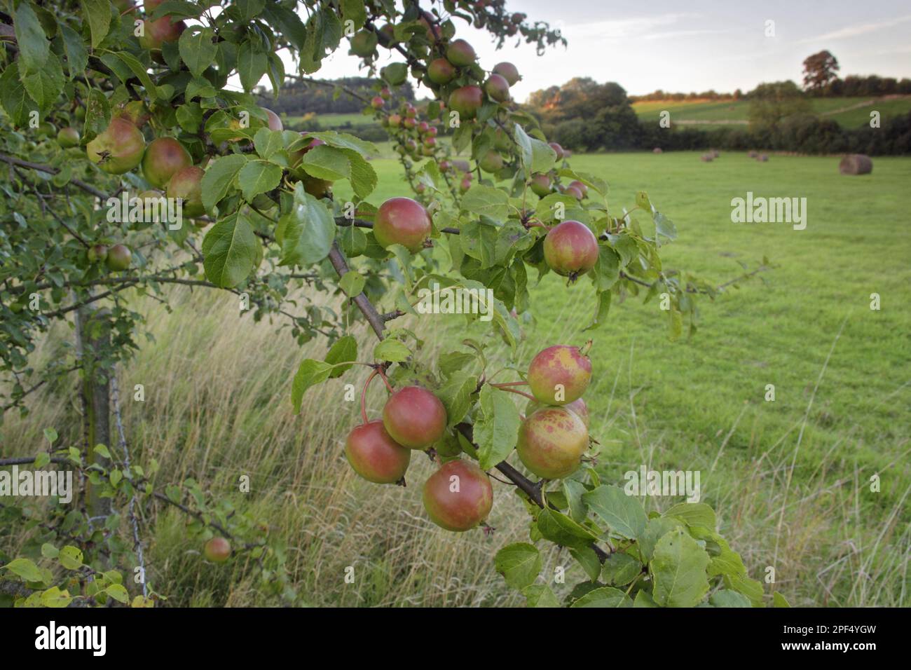 Wild Crabapple (Malus sylvestris) close-up of leaves and fruit, growing at field edge in farmland, West Yorkshire, England, United Kingdom Stock Photo
