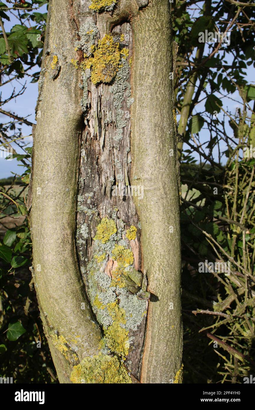 Ash, Common Ash, european ash (Fraxinus excelsior), Olive family, Common Ash close-up of trunk with flail scar, growing in hedgerow, Suffolk Stock Photo