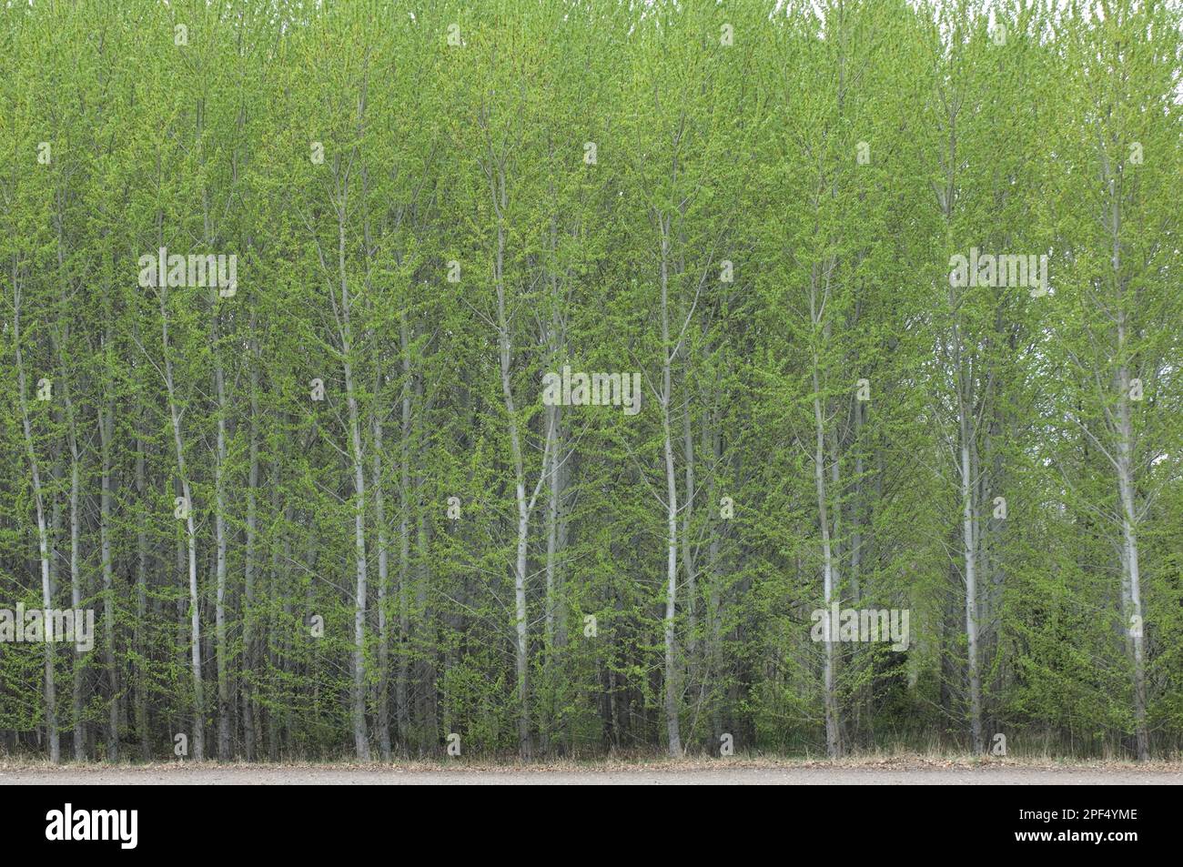 Aspen, aspen, aspen, poplar, willow family, European Aspen (Populus