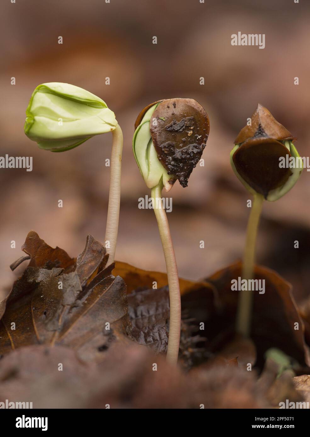 Seedlings of copper beech (Fagus sylvatica) growing amid leaf litter