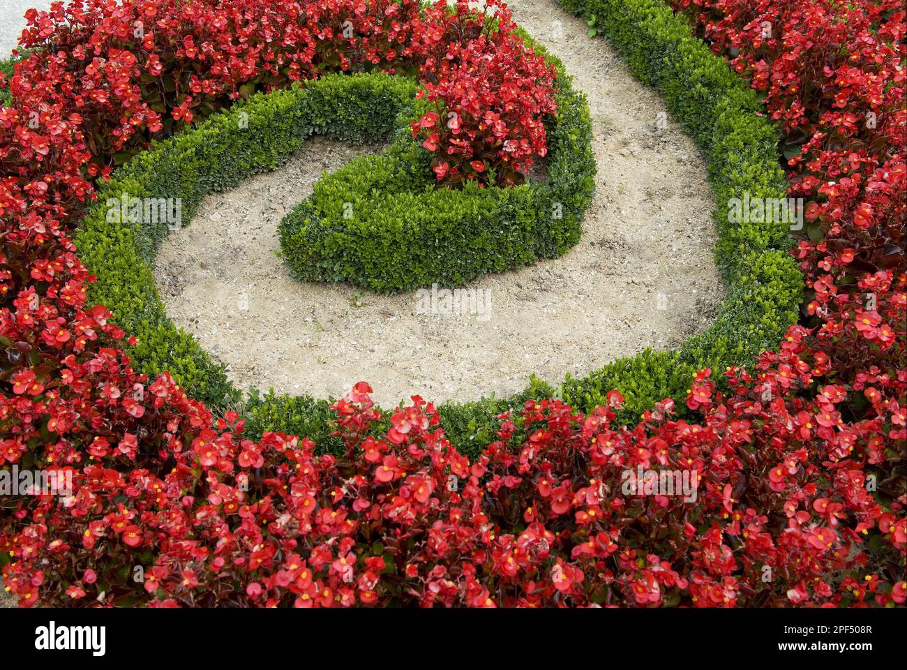 Box (Buxus sempervirens) decorative clipped low hedge, with Cultivated Begonia (Begonia sp.) flowers in garden, Egreville, Seine-et-Marne, France Stock Photo