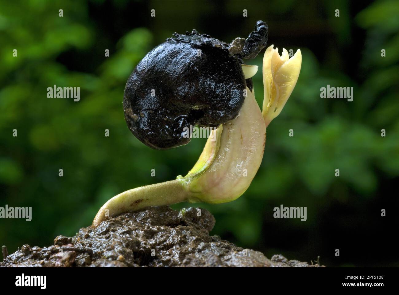 Cashew (Anacardium occidentale) germinating seed with shoot, during the rainy season, Trivandrum, Kerala, India Stock Photo