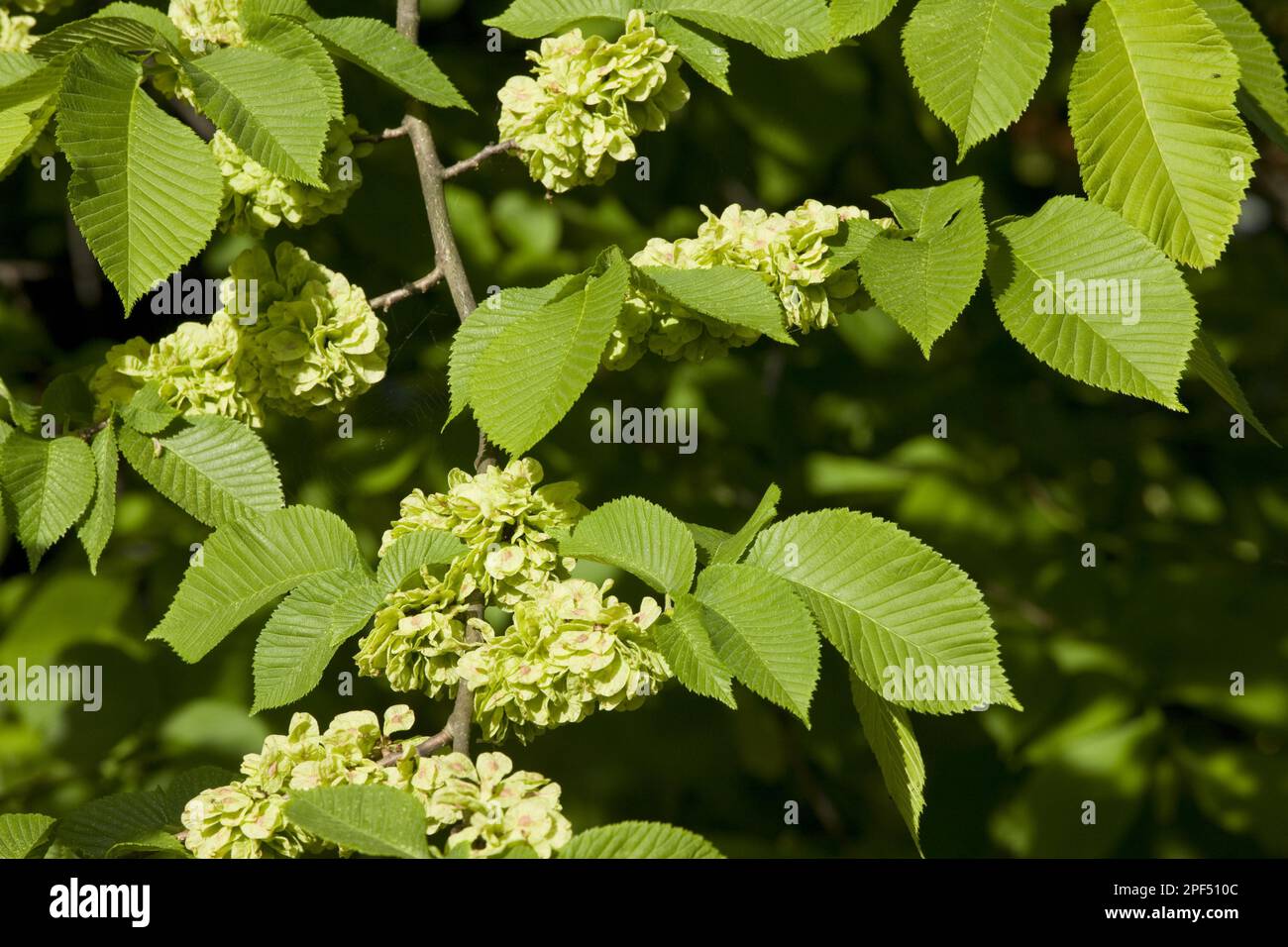 Wych wych elm (Ulmus glabra) close-up of fruit and leaves, Estonia, spring Stock Photo
