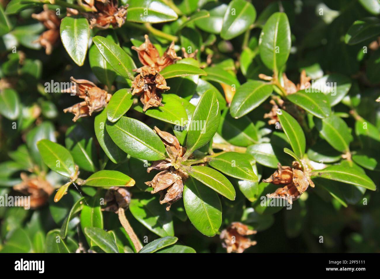 Box (Buxus sempervirens) close-up of fruit with open capsules, in garden hedge, Suffolk, England, United Kingdom Stock Photo
