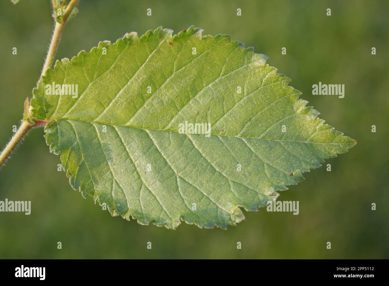 English Elm (Ulmus procera) close-up of leaf, growing in hedgerow, Bacton, Suffolk, England, United Kingdom Stock Photo