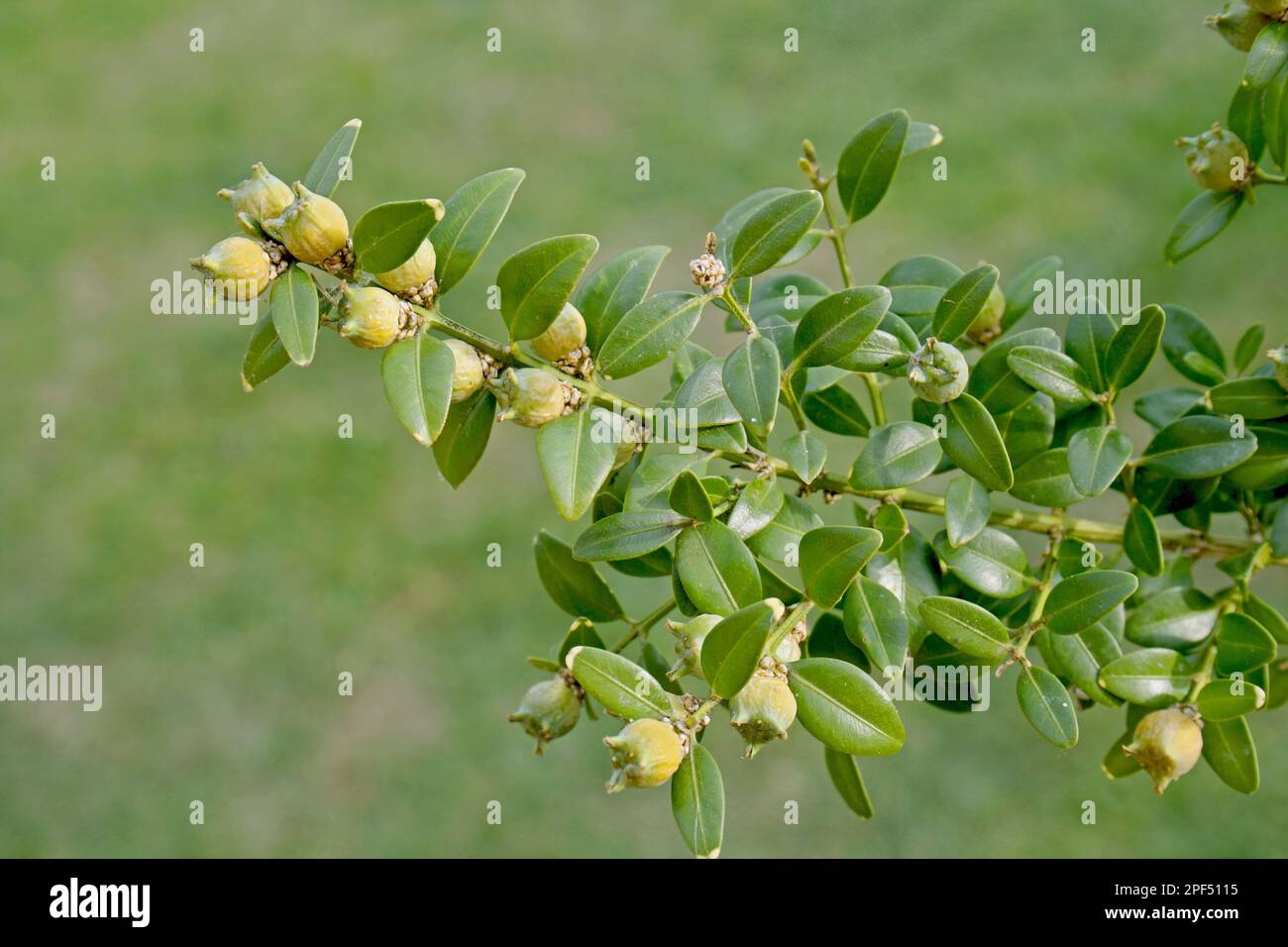 Box (Buxus sempervirens) close-up of fruit and leaves, in garden hedge, Mendlesham, Suffolk, England, United Kingdom Stock Photo