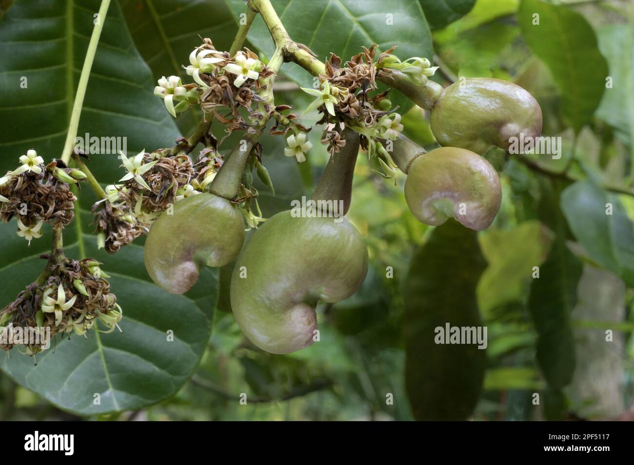 Cashew (Anacardium occidentale) Closeup of flowers and ripening fruit