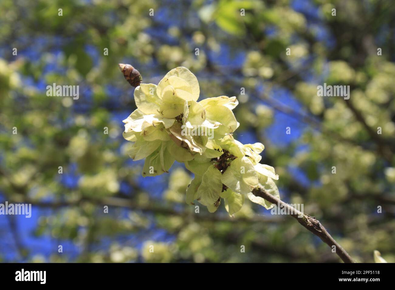 Wych Elm (Ulmus glabra) close-up of fruit, Thornham Estate, Thornham Magna, Suffolk, England, United Kingdom Stock Photo