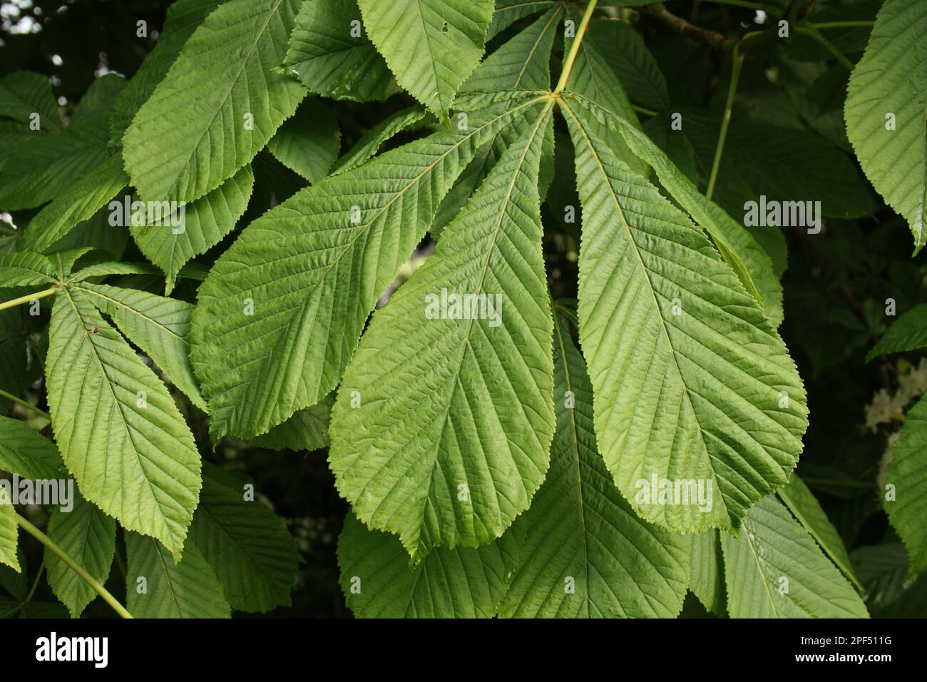 Horse Chestnut (Aesculus hippocastanum) closeup of leaves, growing in